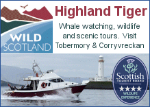 Highland Tiger